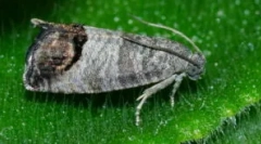 Apple sadje in metode za boj proti njej